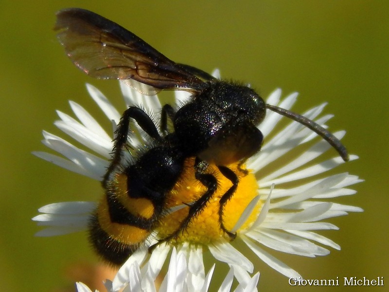 Scolia hirta, maschi (Scoliidae)